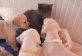 Love Us GIF - Puppies Goldenretriever Cat GIFs