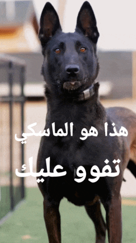a black dog is standing in front of a fence with arabic writing on it