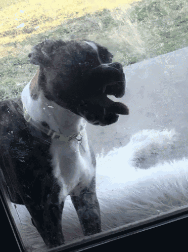 a dog with its tongue hanging out looks out a window