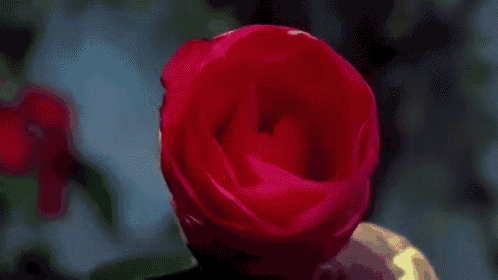 Rose GIF - Flower Bloom Rose GIFs