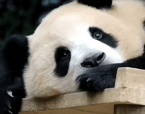 a panda bear laying down with its head resting on a wooden plank