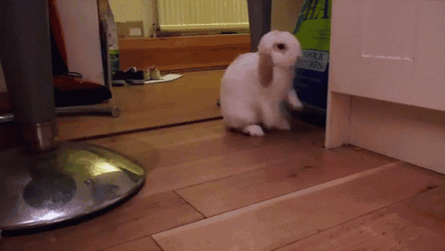 a white rabbit is standing on a wooden floor in front of a box that says extra express