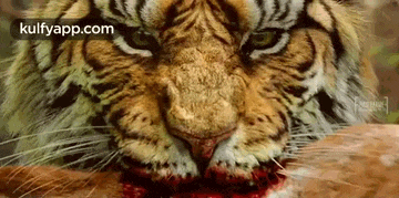 a close up of a tiger 's face with blood on its mouth .