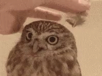 Owl Feather GIF - Owl Feather Decorate GIFs