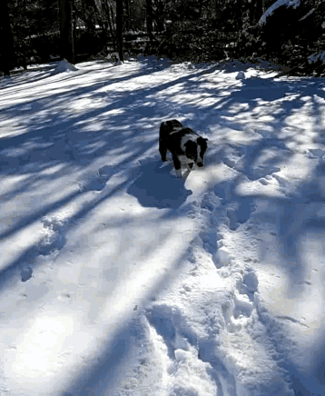 Dogs Funny Animals GIF - Dogs Funny Animals Snow GIFs