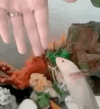 a person is touching a fish tank with their finger .