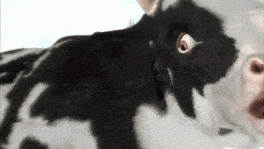 a close up of a black and white cow 's face with a big eye .