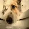 Dogs Pet GIF - Dogs Pet Drink GIFs