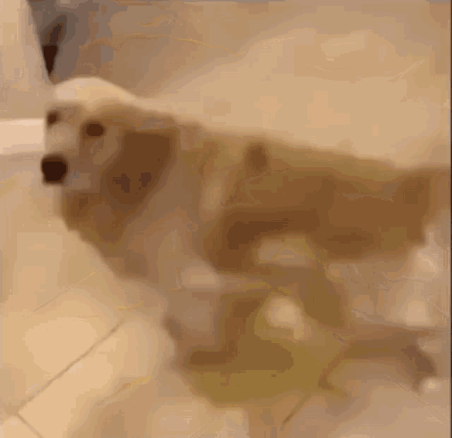 a dog is standing in a bathtub with a yellow stain on the floor .