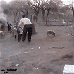 Baby Pig GIF - Baby Pig Catching GIFs