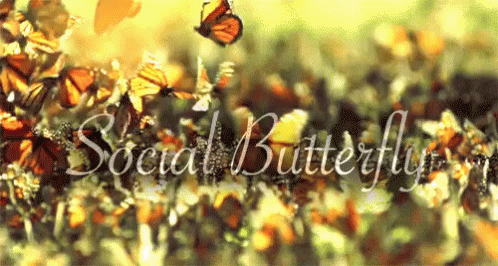 Social Butterfly GIF - Social Butterfly Butterfly Flying GIFs
