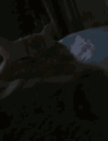 a cat is laying on a bed in a dark room .
