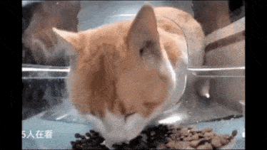 Cat Food GIF - Cat Food Cat Eating Food GIFs