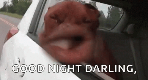 Good Night Darling Dog GIF - Good Night Darling Dog Funny Face GIFs