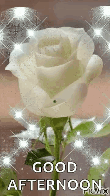 a white rose with the words `` good afternoon '' on it .