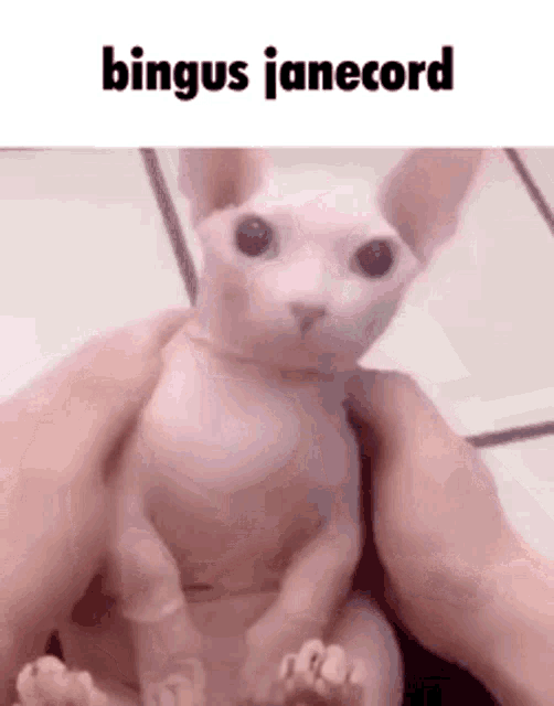 Janecord Bingus GIF - Janecord Jane Bingus GIFs
