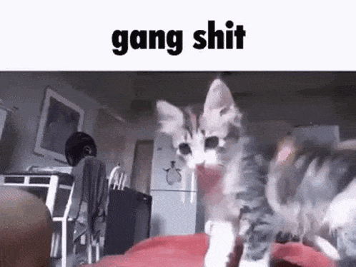 Gang Shit Cat Fist Bump GIF - Gang Shit Cat Fist Bump GIFs
