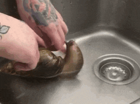 a person is cleaning a snail in a sink with their hands .
