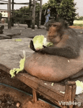 a monkey is sitting on a wooden bench eating a piece of lettuce .