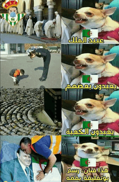 a picture of a dog with a algerian flag on its neck