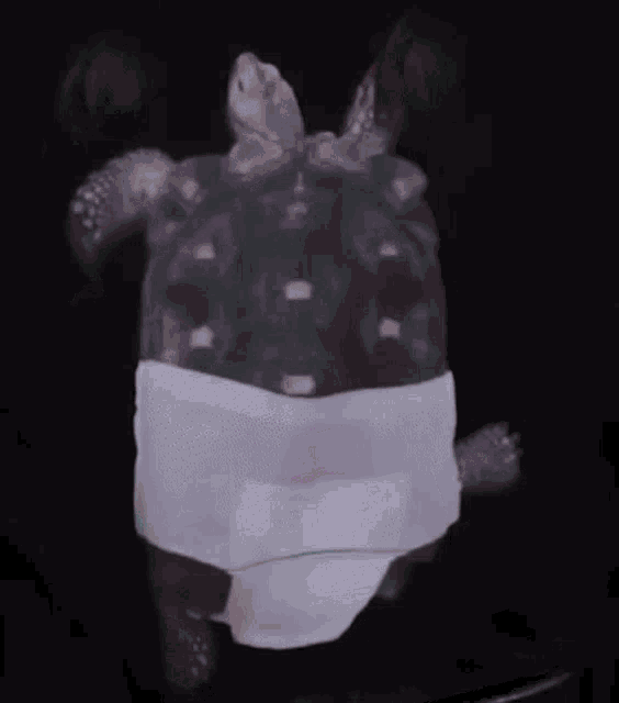 a turtle wearing a diaper and a bandage around its neck