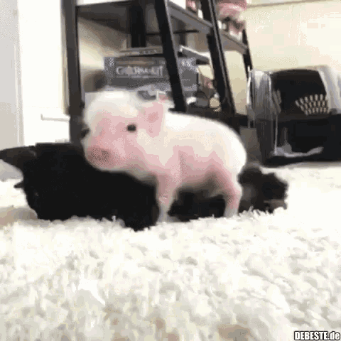 Cat Pig GIF - Cat Pig Gato GIFs