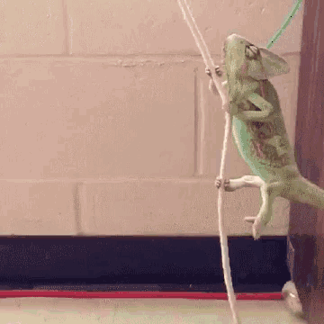 a chameleon is hanging from a rope in a room .