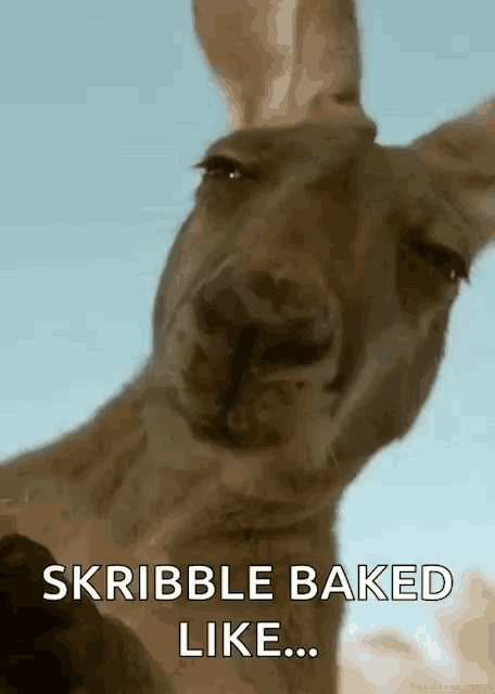 a close up of a kangaroo 's face with the words scribble baked like .