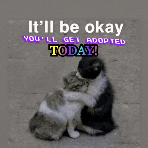 two cats hugging with the words " it 'll be okay you 'll get adopted today " above them