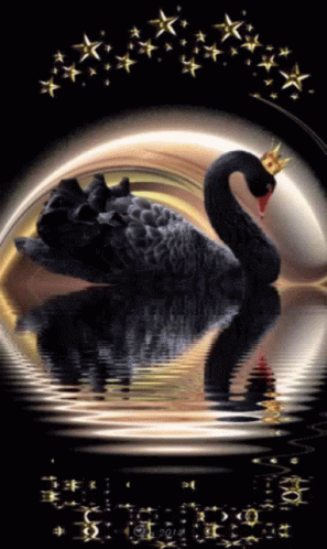 Black Swan GIF - Black Swan Lake GIFs