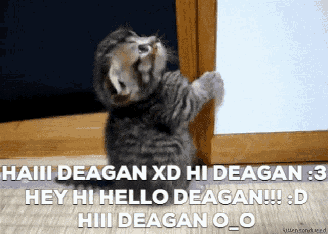 a kitten standing on its hind legs with the words haiii deagan xd hi deagan hey hi hello deagan !!!