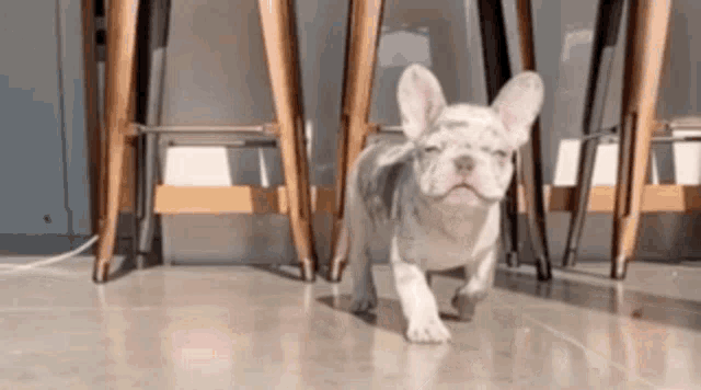 a white french bulldog puppy is walking on a concrete floor in a kitchen .