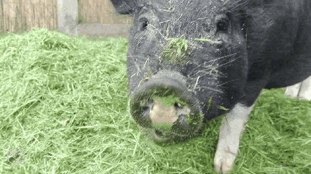 a black and white pig eating grass from a pile of grass