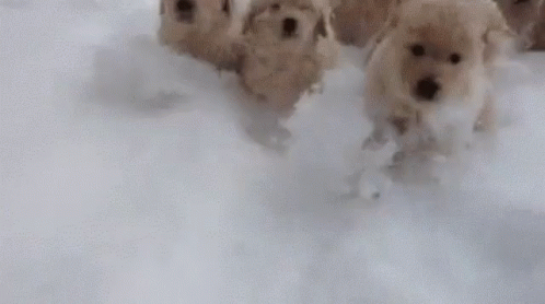 Dogs Snow GIF - Dogs Snow GIFs