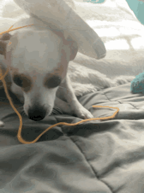 a small dog laying on a bed with a yellow string around its head