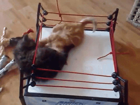 Wwe Cat Wrestling GIF - Wrestling Cats Cute GIFs