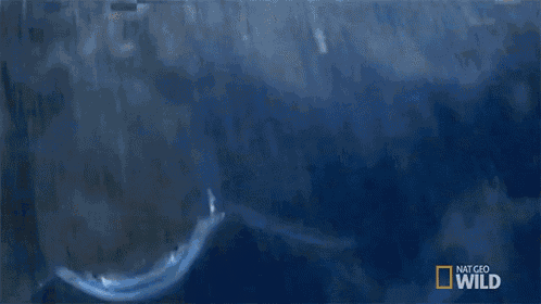 a shark is swimming in the ocean with a national geographic wild logo on the bottom