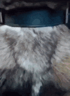 a close up of a dog 's fur with a blue collar
