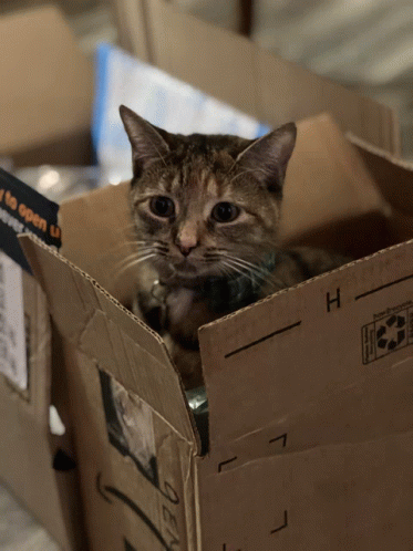 Cat In A Box Cat GIF - Cat In A Box Cat Torbie GIFs
