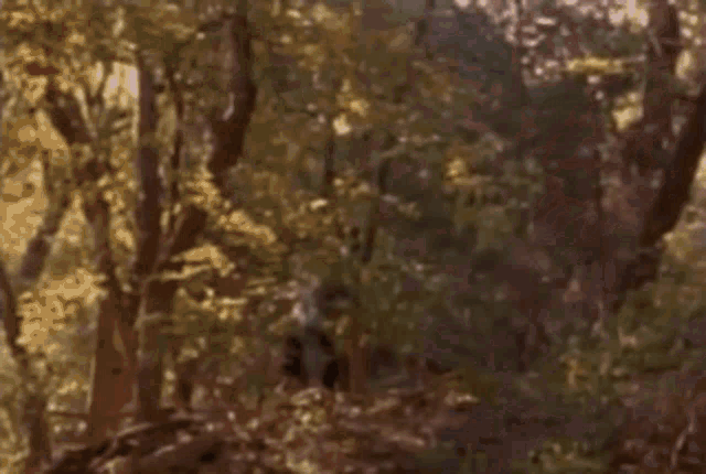 a blurry picture of a person standing in the woods with a tree in the background .