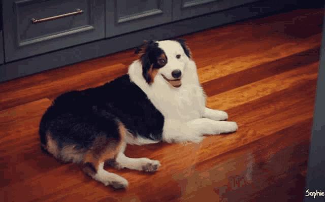 a black and white dog laying on a wooden floor with the name sophie on the bottom right