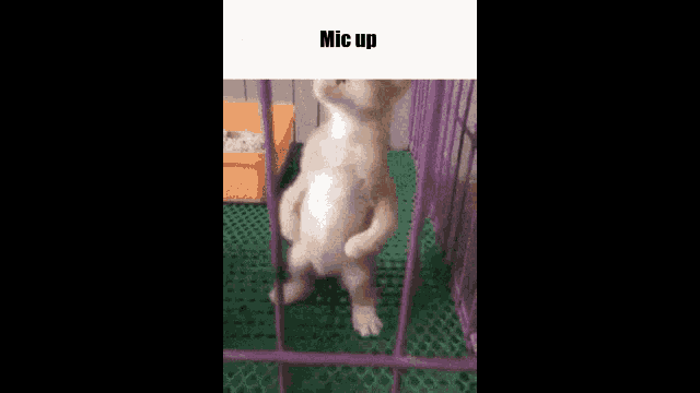 Mic Up GIF