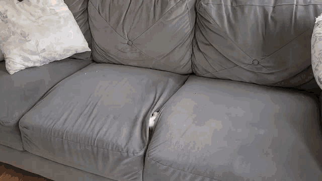 Cat Escape GIF - Cat Escape GIFs