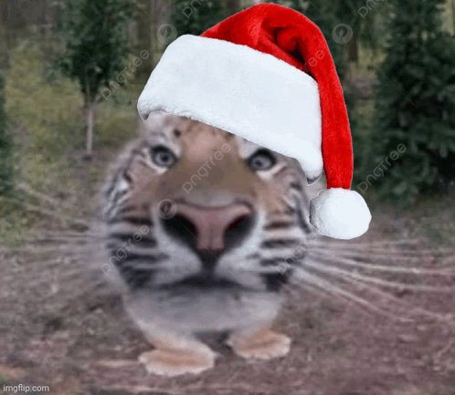 Silly Cat Tiger GIF - Silly Cat Tiger Jolly GIFs
