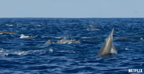 Dolphin Tricks GIF - Dolphin Tricks Spin GIFs