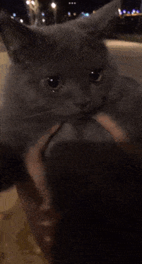 a person holding a gray cat in their arms at night