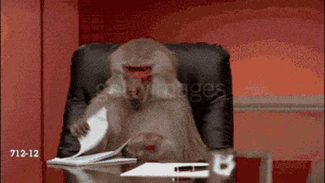 Stupid Monkey GIF - Stupid Monkey Eating Paper GIFs