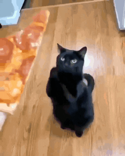 a black cat sitting on a wooden floor next to a pizza