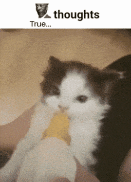 a picture of a cat eating a banana with the words thoughts true underneath it