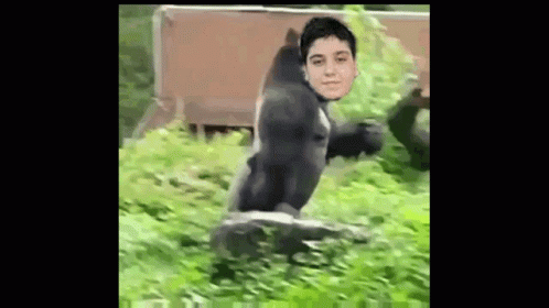 Gorilla Walking GIF - Gorilla Walking GIFs
